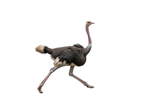 Ostrich running isolated on transparent background
