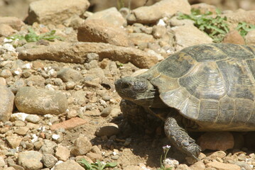 Obraz premium Wild Maurian tortoise (Testudo graeca) in dry rocky Mediterranean landscape, illustrating natural habitat and biodiversity.