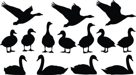 Black waterfowl silhouettes set featuring ducks geese and swans in flying standing and swimming positions for nature and wildlife vector design © astroDev