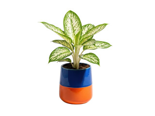 Vibrant houseplant in colorful pot isolated on transparent background