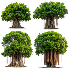 Four detailed images of large, mature, green-leafed trees with expansive root systems