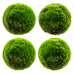 Four green moss spheres, arranged as a 2x2 grid, against a stark black background