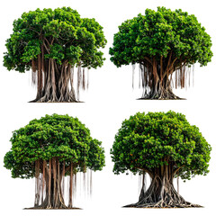 Four isolated images of mature, green-crowned trees with hanging aerial roots and textured trunks