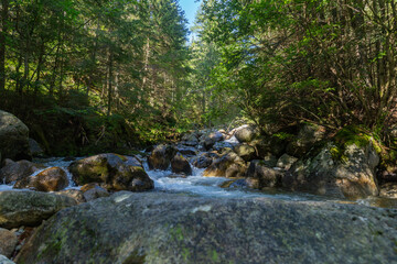 Obraz premium A clear mountain stream flowing over large mossy boulders in a sunlit forest. Captured in the High Tatras National Park, Slovakia, showcasing the pristine wilderness and natural water flow.