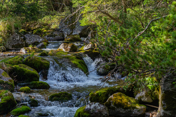 Obraz premium A close-up view of a clear mountain creek flowing over moss-covered stones. Surrounded by lush green vegetation in the Tatra National Park, Slovakia.