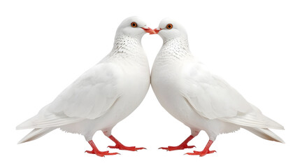 Obraz premium Two white doves kissing in romantic pose with soft studio lighting on isolated white background for wedding decor