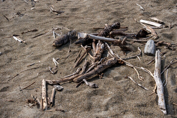 砂浜に打ち上げられた流木