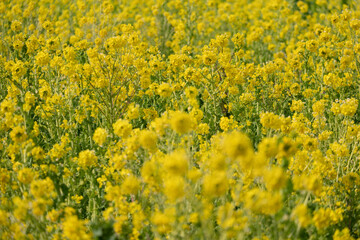 満開の菜の花畑