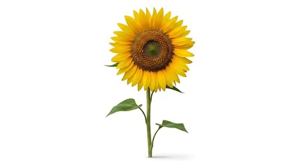 Full body shot of a bright yellow sunflower with green stem and leaves on a white background isolated