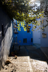 Sunlit alley in Chefchaouen with blue-painted houses, vine leaves casting shadows on cobblestones, and resting cats, capturing the quiet rhythm of the Moroccan medina.