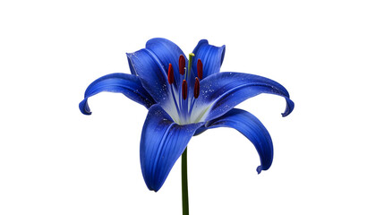 Blue lily flower in full bloom with vibrant petals and red stamens in bright studio lighting on white background for floral design