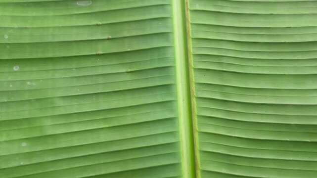 Close-up banana leaf surface displaying parallel veins green tropical botanical texture