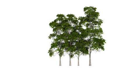 Cluster of Green Trees &ndash; Dense Foliage and Straight Trunks for Landscape and Ecological Design