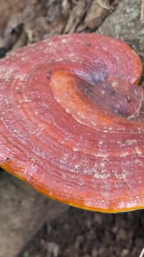 Red brown bracket fungus growing on decaying forest wood naturally