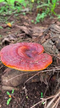 Red brown bracket fungus growing on decaying forest wood naturally