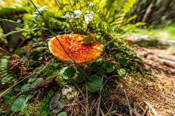 Fototapete bei efototapeten.de bestellen   