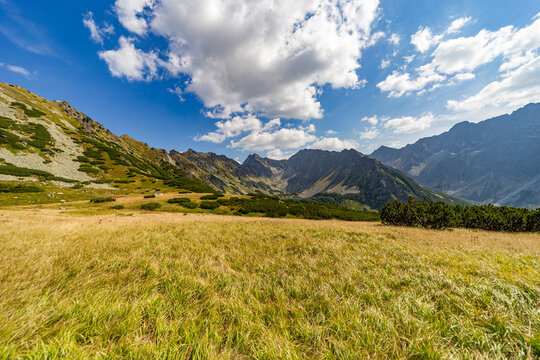 A beautiful landscape of golden mountain meadows under a bright blue sky. Captured in the High Tatras National Park near Hladke sedlo, featuring jagged rocky peaks and scattered pine shrubs in late su