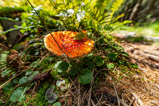 A vibrant red fly agaric mushroom with white spots growing on a mossy forest floor. Captured in the High Tatras National Park, Slovakia, with a soft sunlit background and green foliage.
