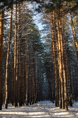 Fototapeta premium Winter Forest Nature Covered in Snow