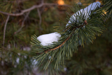 winter forest in the snow