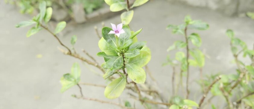 Spring four o clock flowers video.