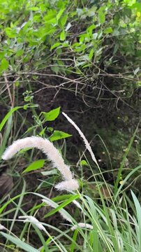 Beautiful white fluffy cogon grass flower blowing in the wind amidst lush green bushes