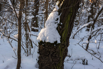Winter Forest Nature Covered in Snow