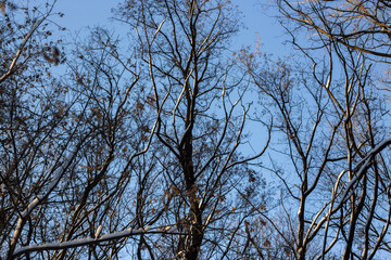 Winter Forest Nature Covered in Snow