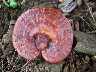 Red brown bracket fungus growing on decaying forest wood naturally