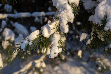 winter forest in the snow