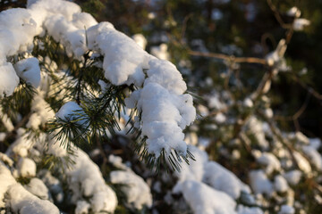 winter forest in the snow