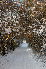 winter forest in the snow