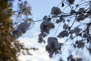 winter forest in the snow