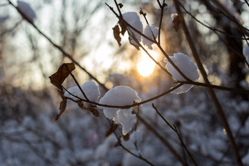 winter forest in the snow