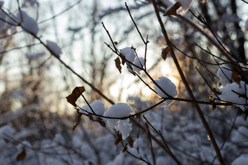 winter forest in the snow