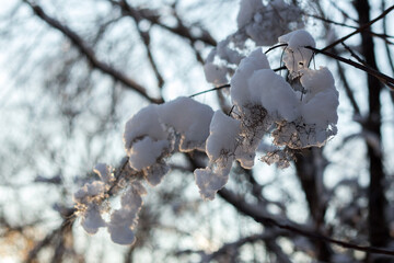 winter forest in the snow
