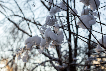 winter forest in the snow
