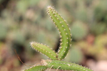 Selenicereus grandiflorus sukulent