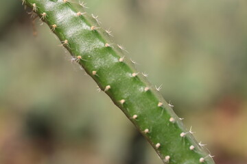 Selenicereus grandiflorus sukulent