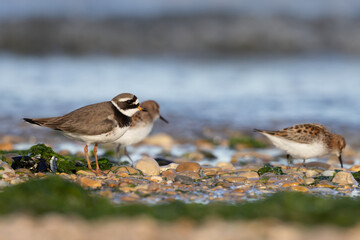 Common Ringed Plover (Charadrius hiaticula) with Little Stints (Calidris minuta) in the background on a pebble beach