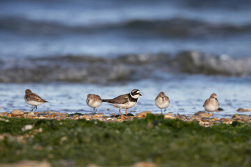 Common Ringed Plover (Charadrius hiaticula) with Little Stints (Calidris minuta) in the background on a pebble beach