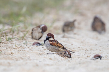 Eurasian Tree Sparrows (Passer montanus) on a sandy beach, small birds foraging and resting on sand dunes