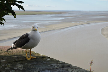 Go&eacute;land sur les remparts du Mont-Saint-Michel	