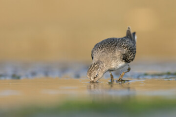 Little Stint (Calidris minuta) looking back on a sandy beach, minimal wildlife photography with copy space