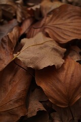 Fallen autumn leaves in warm brown and tan hues image