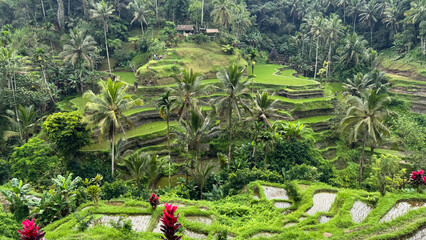 Beautiful landscape of rice terrace in the rural village in Bali, Indonesia