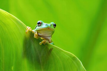 Obraz premium Green frog peeking over a vibrant leaf nature amphibian