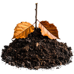 A young sapling with two autumn leaves rises from a mound of rich, dark soil