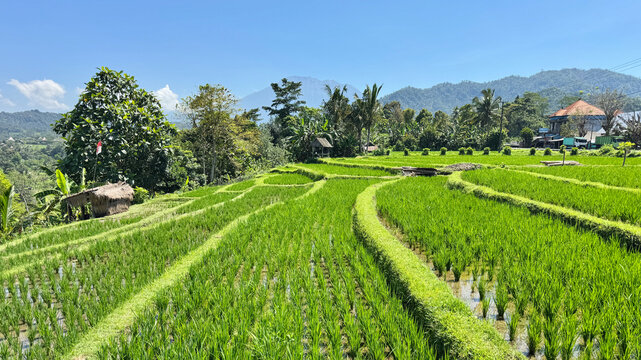 Beautiful landscape of rice terrace in the rural village in Bali, Indonesia