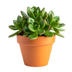 Close-up of a vibrant green succulent plant flourishing in a terracotta pot